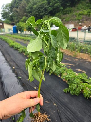 두릅나무7980님의 고추 · 병해충상담 작성글 사진