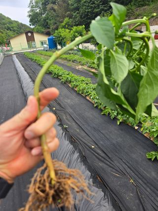 두릅나무7980님의 고추 · 병해충상담 작성글 사진