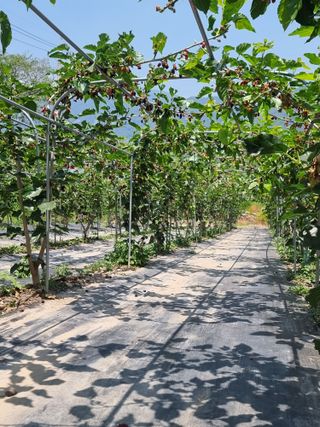 정영기대산축산농부♡님의 기타작물 · 영농일지 작성글 사진