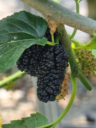 정영기대산축산농부♡님의 기타작물 · 영농일지 작성글 사진