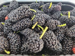 정영기대산축산농부♡님의 기타작물 · 영농일지 작성글 사진