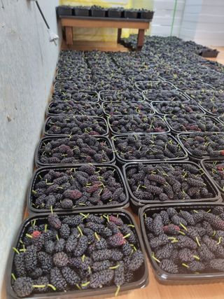 정영기대산축산농부♡님의 기타작물 · 영농일지 작성글 사진