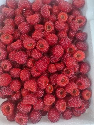 정영기대산축산농부♡님의 기타작물 · 영농일지 작성글 사진