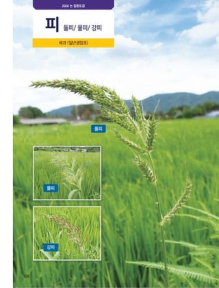 대산농사대장님의 벼 · 자유게시판 작성글 사진