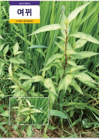 대산농사대장님의 벼 · 자유게시판 작성글 사진