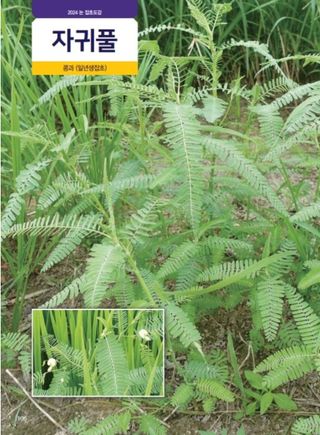 대산농사대장님의 벼 · 자유게시판 작성글 사진