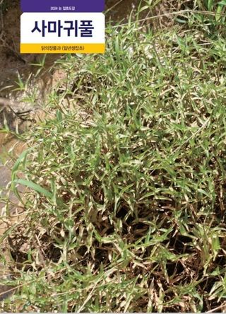 대산농사대장님의 벼 · 자유게시판 작성글 사진