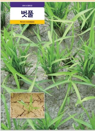 대산농사대장님의 벼 · 자유게시판 작성글 사진