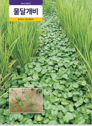 대산농사대장님의 벼 · 자유게시판 작성글 사진