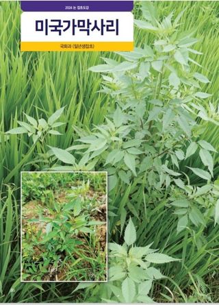 대산농사대장님의 벼 · 자유게시판 작성글 사진