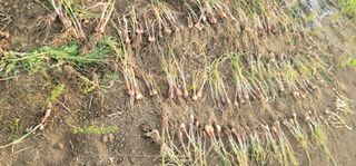 신승철님의 파 · 영농일지 작성글 사진