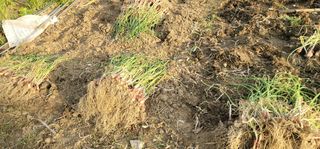 신승철님의 파 · 영농일지 작성글 사진