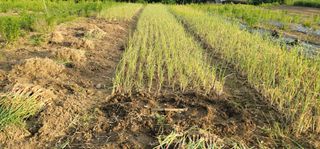 신승철님의 파 · 영농일지 작성글 사진