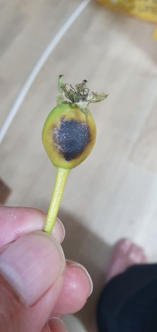 권병관님의 배 · 병해충상담 작성글 사진