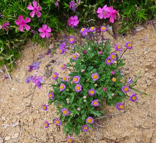 尙河園님의 농사, 무엇이든 물어보세요! · 참여글 작성글 사진