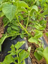 팜모닝 감자·병해충상담 게시글 이미지