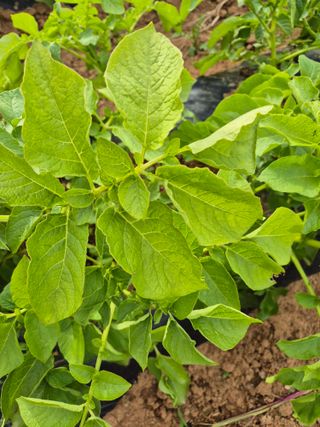 송하영님의 감자 · 병해충상담 작성글 사진