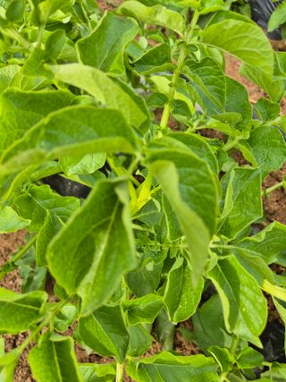 송하영님의 감자 · 병해충상담 작성글 사진