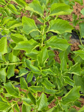 송하영님의 감자 · 병해충상담 작성글 사진