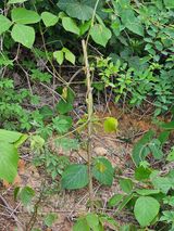 팜모닝 기타작물·영농일지 게시글 이미지