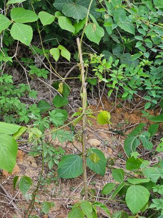 예담농원(민경진)님의 기타작물 · 영농일지 작성글 사진