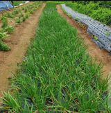 팜모닝 · 게시글 이미지