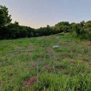 마늘22117님의 두릅 · 영농일지 작성글 사진