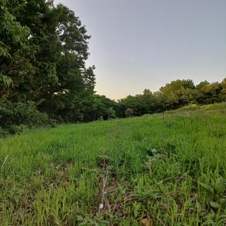 마늘22117님의 두릅 · 영농일지 작성글 사진