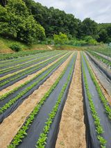 팜모닝 참깨·영농일지 게시글 이미지