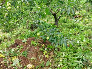 장만형님의 시금치 · 일상 작성글 사진