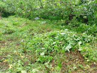 장만형님의 시금치 · 일상 작성글 사진