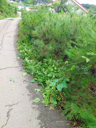 장만형님의 시금치 · 일상 작성글 사진