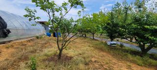 해균님의 감 · 자유게시판 작성글 사진