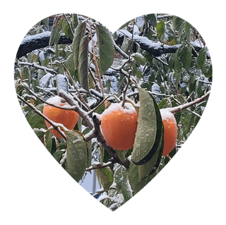 해균님의 감 · 자유게시판 작성글 사진