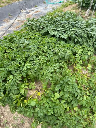 금강농원님의 감자 · 병해충상담 작성글 사진