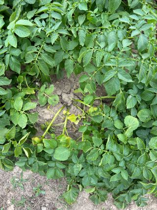 금강농원님의 감자 · 병해충상담 작성글 사진