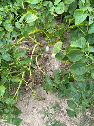 금강농원님의 감자 · 병해충상담 작성글 사진