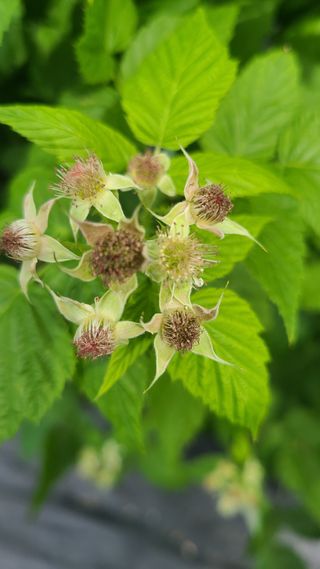 장봉덕님의 기타작물 · 영농일지 작성글 사진