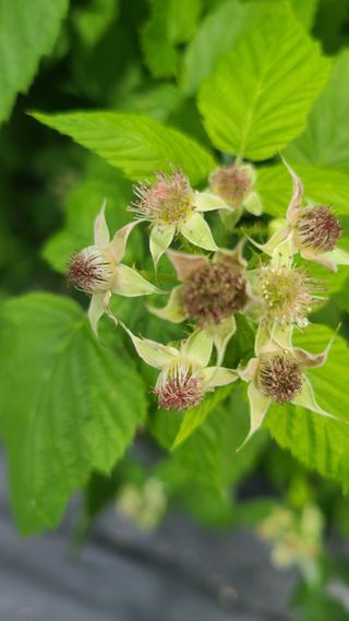 장봉덕님의 기타작물 · 영농일지 작성글 사진