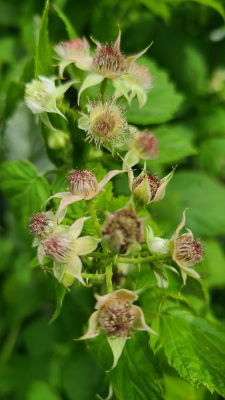 장봉덕님의 기타작물 · 영농일지 작성글 사진