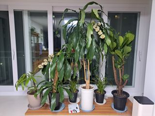 온시디움님의 자유주제 · 자유게시판 작성글 사진