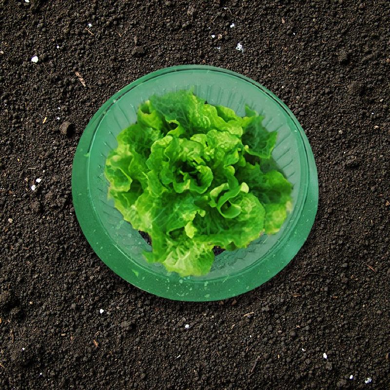 바이털사인님의 장터 판매 상품 [야체트랩1센트8개] 첨부 사진