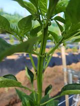 팜모닝 고추·영농일지 게시글 이미지