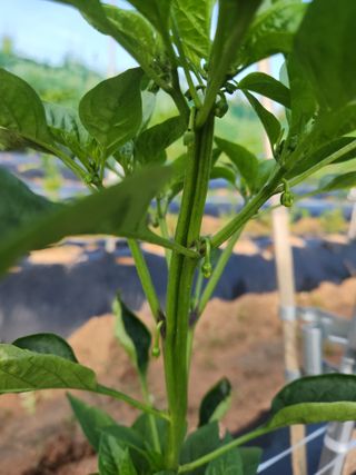 용민님의 고추 · 영농일지 작성글 사진