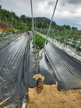 팜모닝 고추·영농일지 게시글 이미지