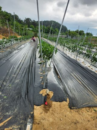 장재갑님의 고추 · 영농일지 작성글 사진