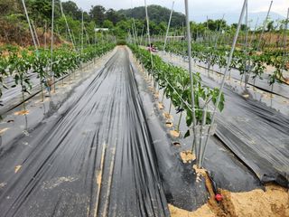 장재갑님의 고추 · 영농일지 작성글 사진