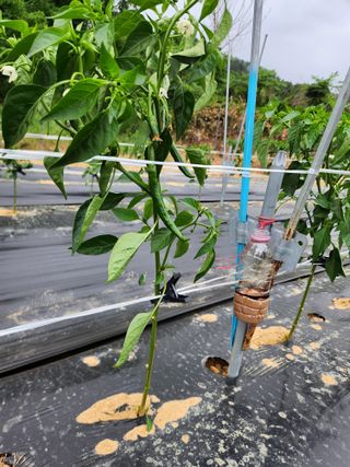 장재갑님의 고추 · 영농일지 작성글 사진