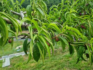 복사꽃마을 이창식님의 복숭아 · 병해충상담 작성글 사진