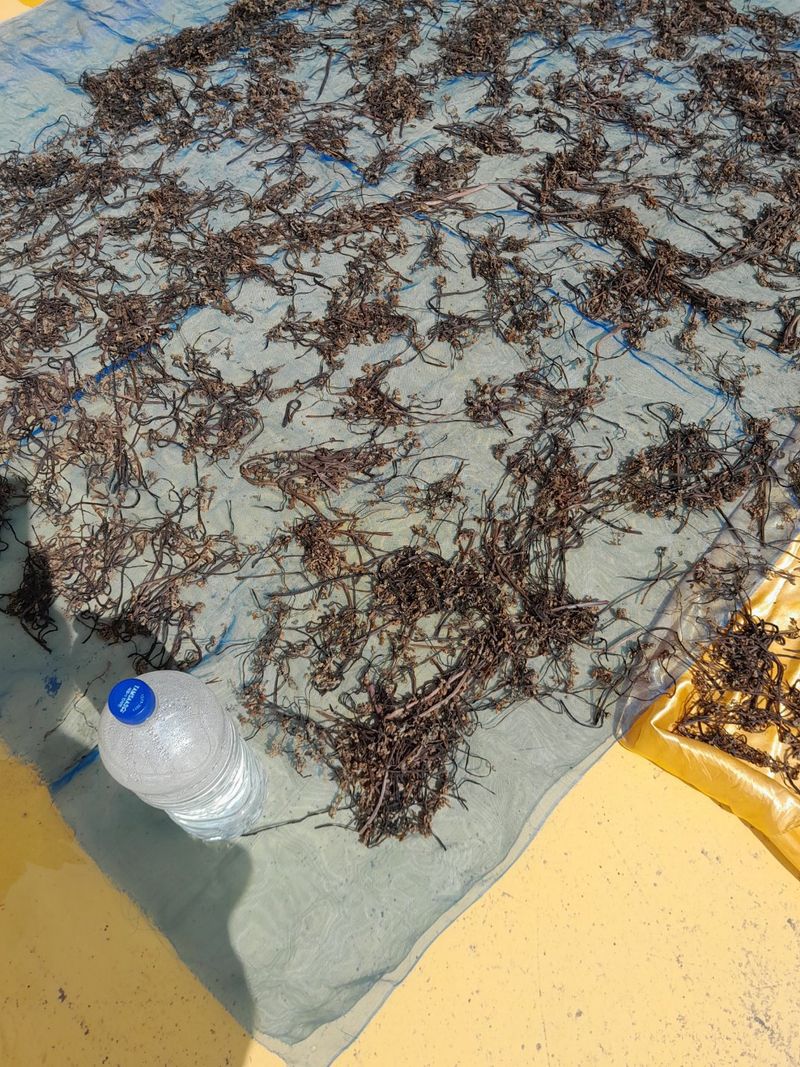 장터 상품 [건고사리  100그람 ] 썸네일